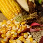 beneficios do milho para o squash grãos